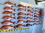 東京湾　鯛ラバ　真鯛　乗っ込み真鯛　キャスラバ　大鯛５キロ（2021　6/2）