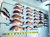東京湾　鯛ラバ　タイラバ　キャスラバ　乗っ込み真鯛　真鯛　大鯛　2.4キロ、２.１キロ、１.８キロ（2020　4/23）