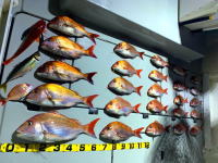東京湾　鯛ラバ　キャスラバ　乗っ込み真鯛　真鯛　大鯛　3.6キロ、2.2キロ…（2020　5/7）