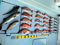 東京湾　鯛ラバ　キャスラバ　乗っ込み真鯛　真鯛　大鯛　2.2キロ（2020　5/11）