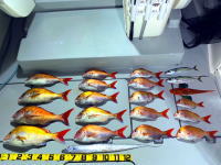 東京湾　鯛ラバ　キャスラバ　乗っ込み真鯛　真鯛　大鯛　4.1キロ、3.7キロ…（2021　2/3）