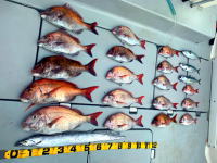 東京湾　鯛ラバ　キャスラバ　乗っ込み真鯛　真鯛　大鯛　3.01キロ、2.85キロ、2.4キロ（2021　3/27）