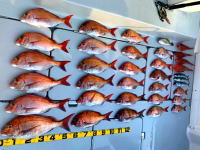 東京湾　鯛ラバ　キャスラバ　乗っ込み真鯛　真鯛　大鯛　2.8キロ、2.3キロ…（2021　3/31）