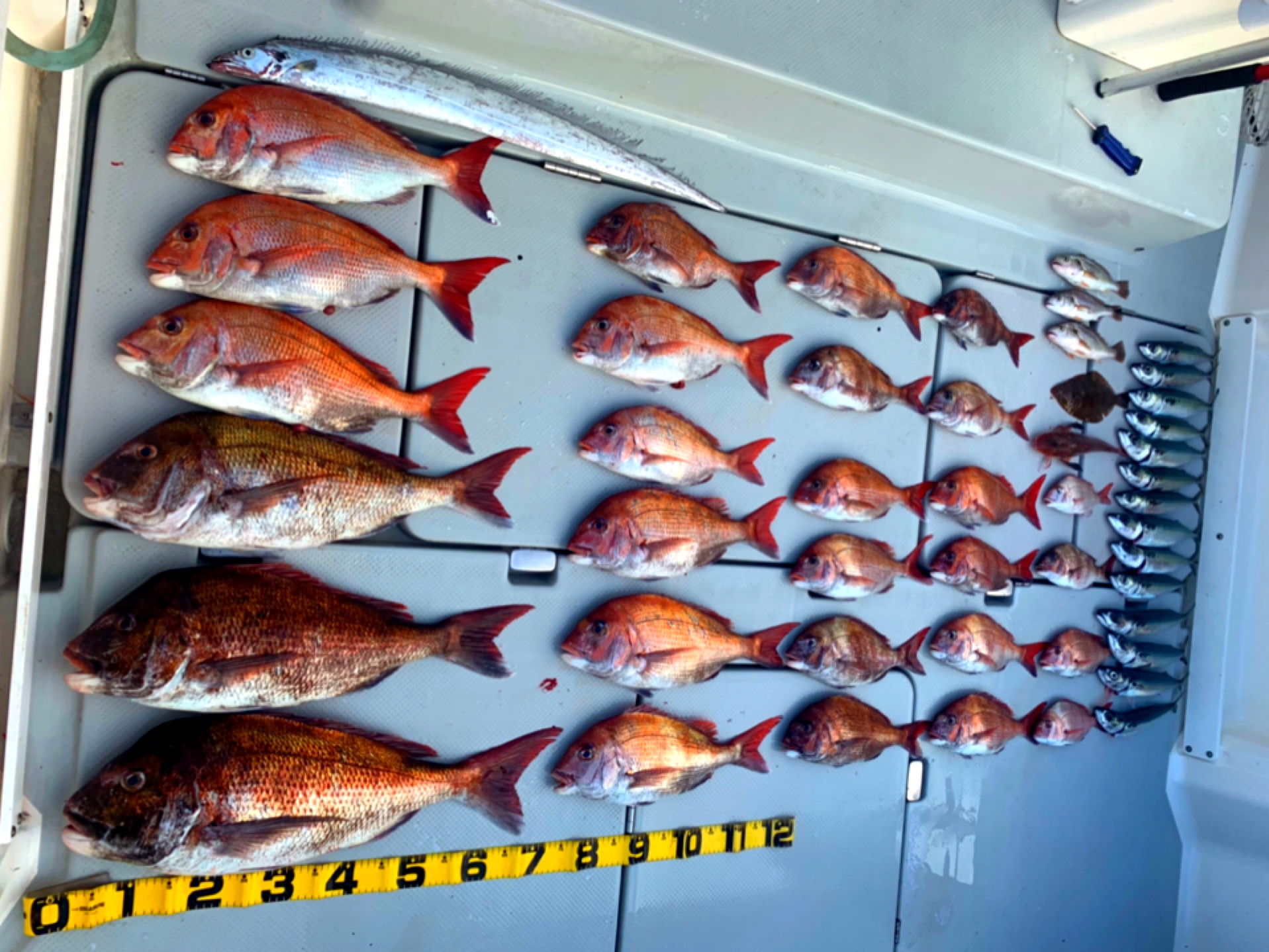 東京湾　鯛ラバ　キャスラバ　乗っ込み真鯛　真鯛　大鯛　5.2キロ、4.0キロ、3.6キロ（2021　4/12）