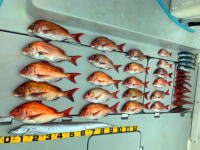 東京湾　鯛ラバ　キャスラバ　乗っ込み真鯛　真鯛　大鯛　2.4キロ…（2021　6/13）