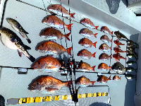 東京湾　鯛ラバ　キャスラバ　乗っ込み真鯛　真鯛　大鯛　3.2キロ（2022　3/1）