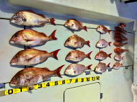 東京湾　鯛ラバ　キャスラバ　乗っ込み真鯛　真鯛　大鯛　3キロ…（2023　1/19）