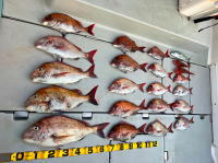 東京湾　鯛ラバ　キャスラバ　乗っ込み真鯛　真鯛　大鯛　4.1キロ、3.2キロ…（2023　3/4）